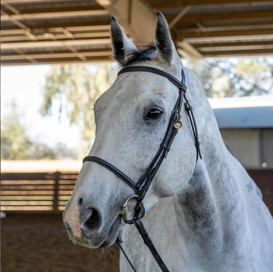 grey horse wearing bridle